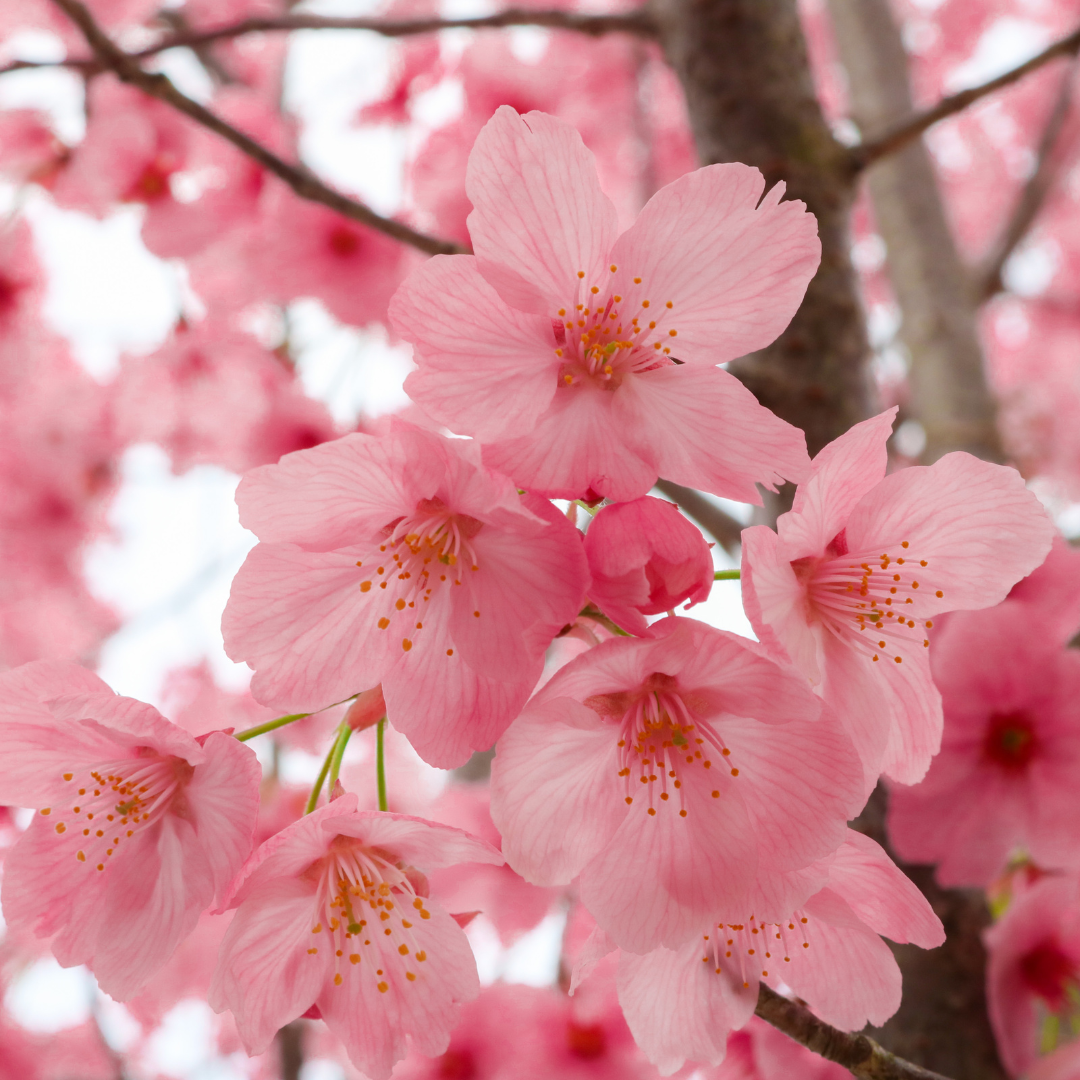 Cherry Blossom Soy Wax Candle | February Botanical Candle (v)