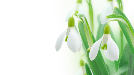 How can we apply the spirit of Imbolc to our modern lives